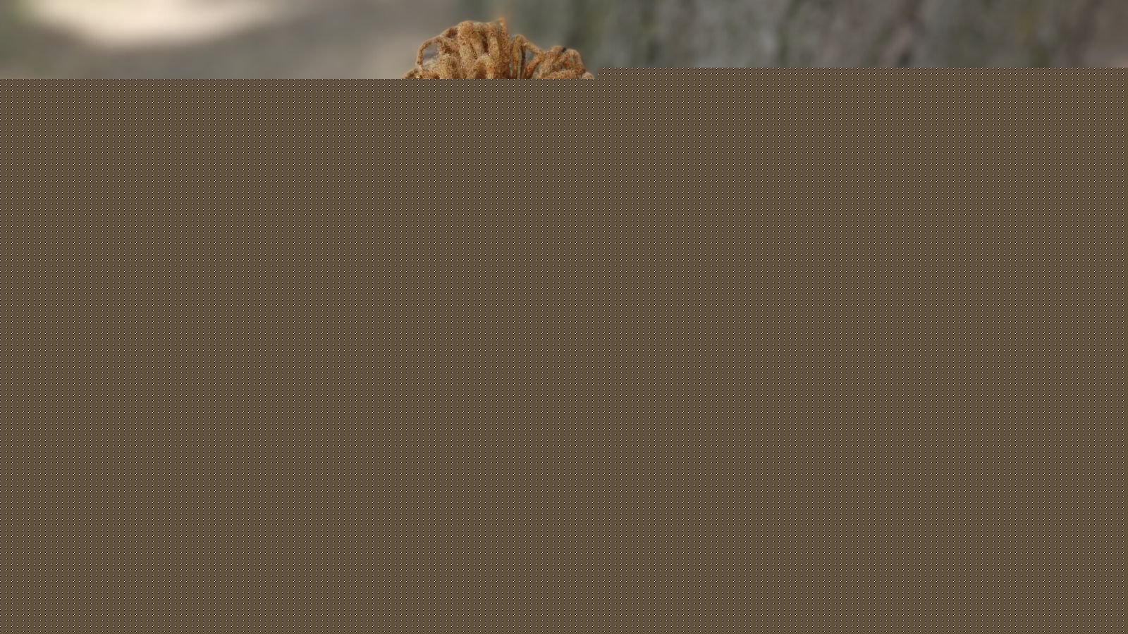Woman lookin up with Petal rose loc buns in long mature colored Locs