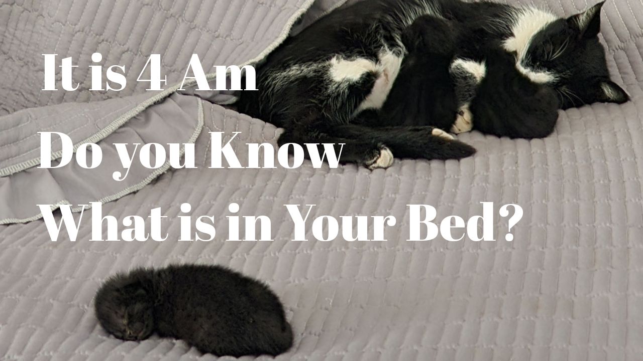 Three black and white cats lying on a bed with text overlay.