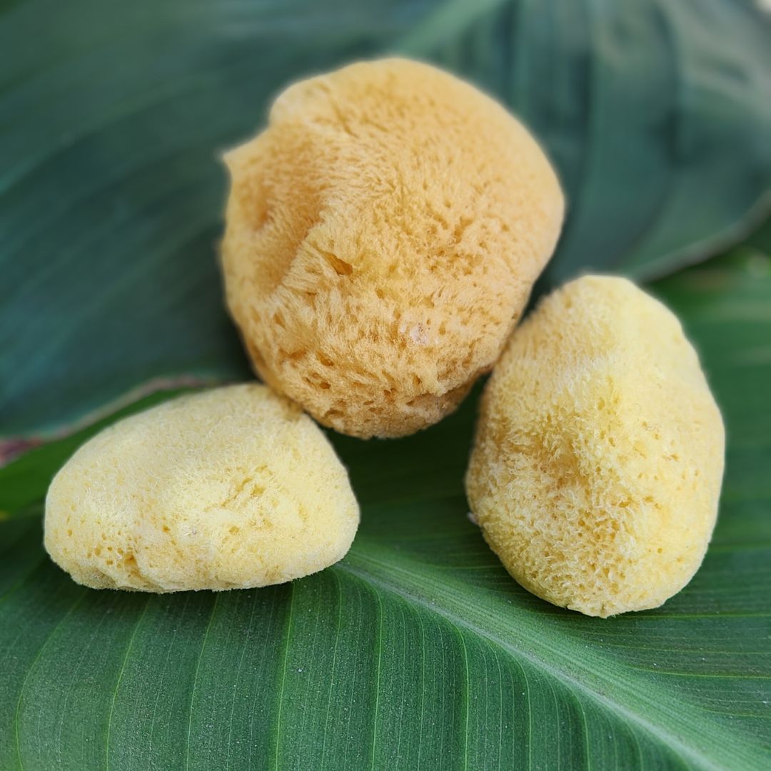 Natural Multi-Use Sea Sponges: Gentle, Eco-Friendly, and Versatile